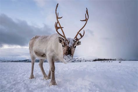 10 Baby Reindeer Facts For Better Care