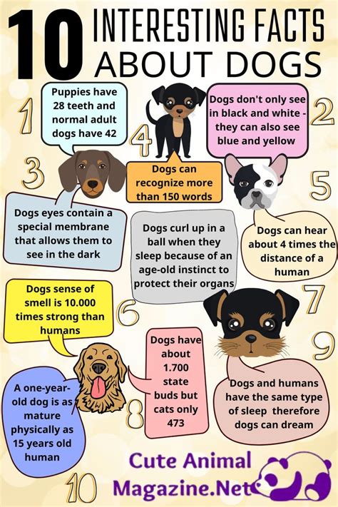 10 Dog Night Facts To Boost Fun