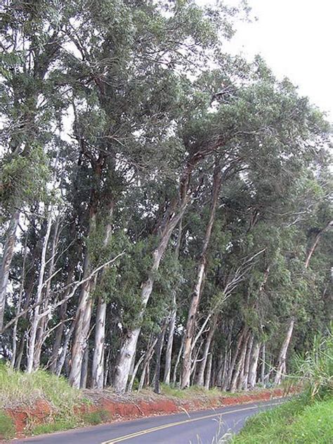 10 Eucalyptus Trees California Benefits