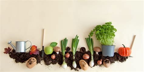 10+ Gardening Tips To Improve Wine Quality