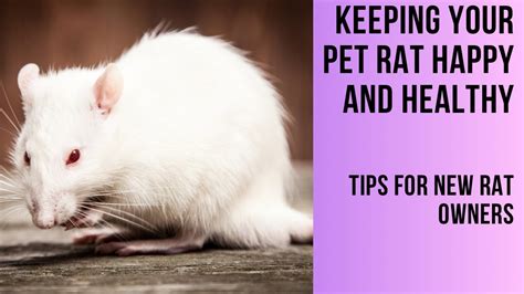 10+ Rat Care Secrets For Healthier Pets