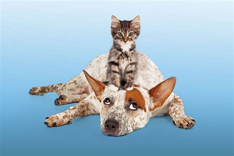 10 Sb Humane Society Tips For Faster Adoptions