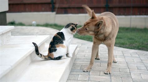 10+ Ways Santa Barbara Humane Society Saves Lives