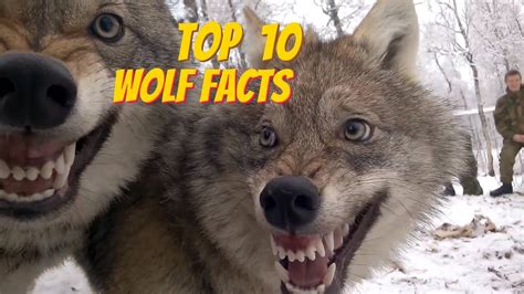 10 Wolves In California Facts To Know