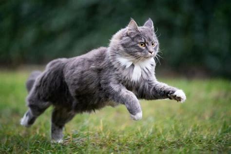11 Nine Lives Tips To Save Your Cat