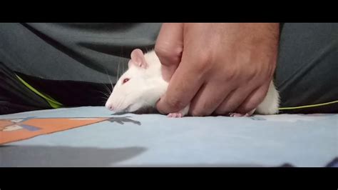 12+ Black And White Rat Secrets For Healthy Pets