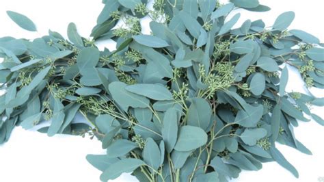 12+ California Eucalyptus Care Tips For Success