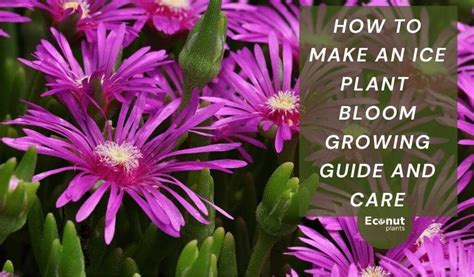 12+ California Ice Plant Care Tips