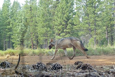 12+ California Wolf Sighting Tips To Stay Safe