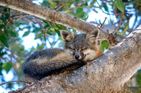 12 Channel Island Foxes Facts To Know