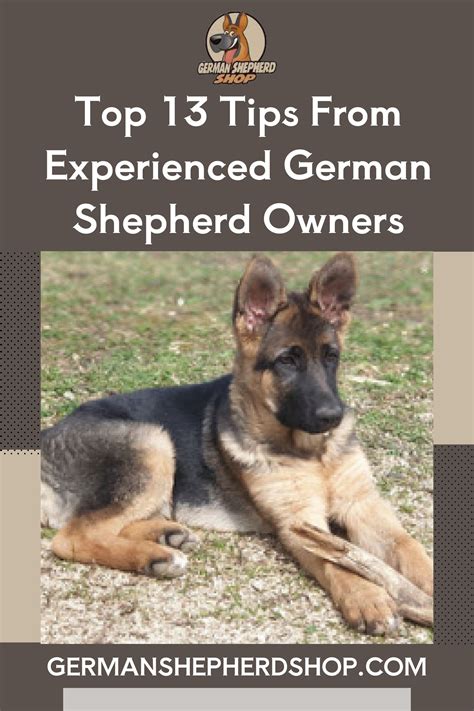 12+ Dog Care Secrets From Experienced Owners