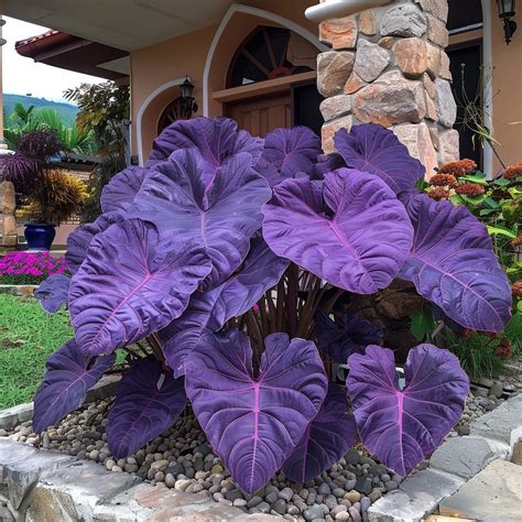 12+ Elephant Ear Flower Secrets For Stunning Displays