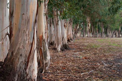 12 Gum Trees Tips For California Landscapes
