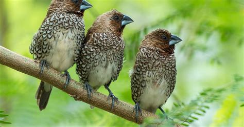 12 Scaly Breasted Munia Facts For Better Care