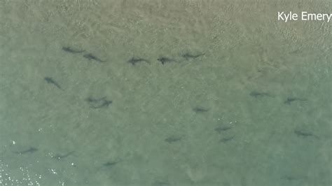 12+ Ways To Avoid Land Sharks In Santa Barbara Easily
