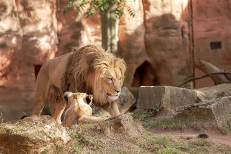 16 Of The Best Zoos In The Midwest The Family Vacation Guide 16 Of The Best Zoos In The Midwest The Family Vacation Guide