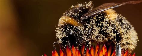 8 Bird And Bee Hacks To Boost Pollination
