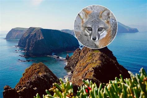8 Channel Islands Hacks To Spot Island Foxes Easily