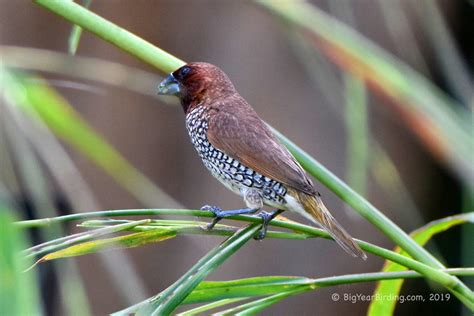 8 Scaly Breasted Munia Tips To Attract Them Easily