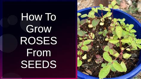 8 Seeds For Roses To Grow Perfect Flowers