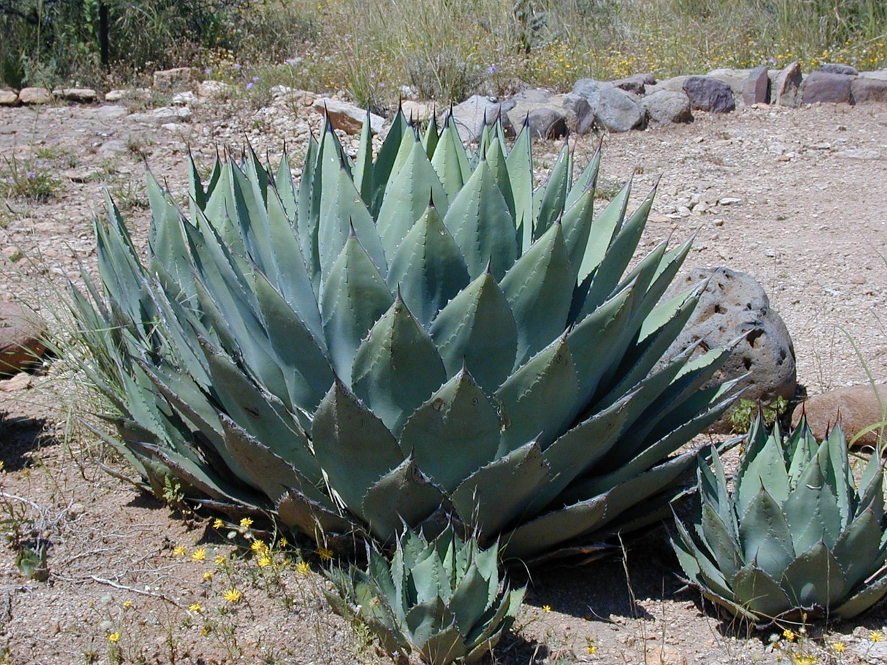 Agave Inn Sb: Book Your Dream Getaway Now