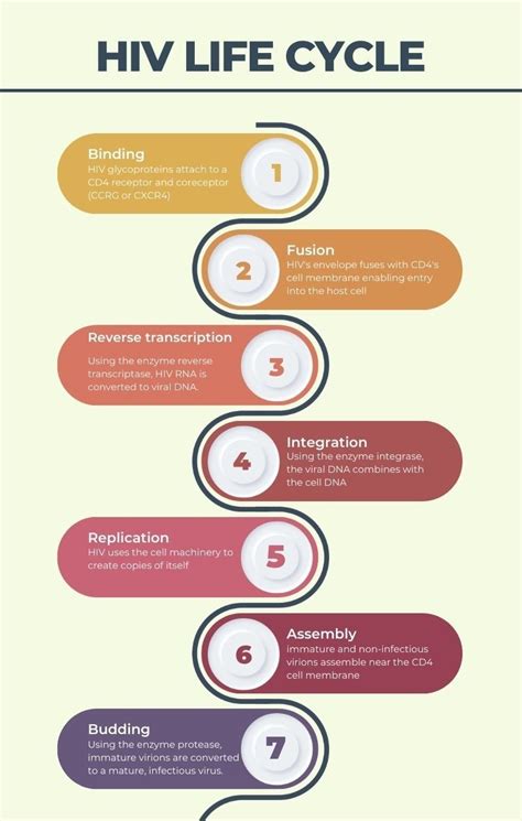 Aids Life Cycle: Understand The Stages