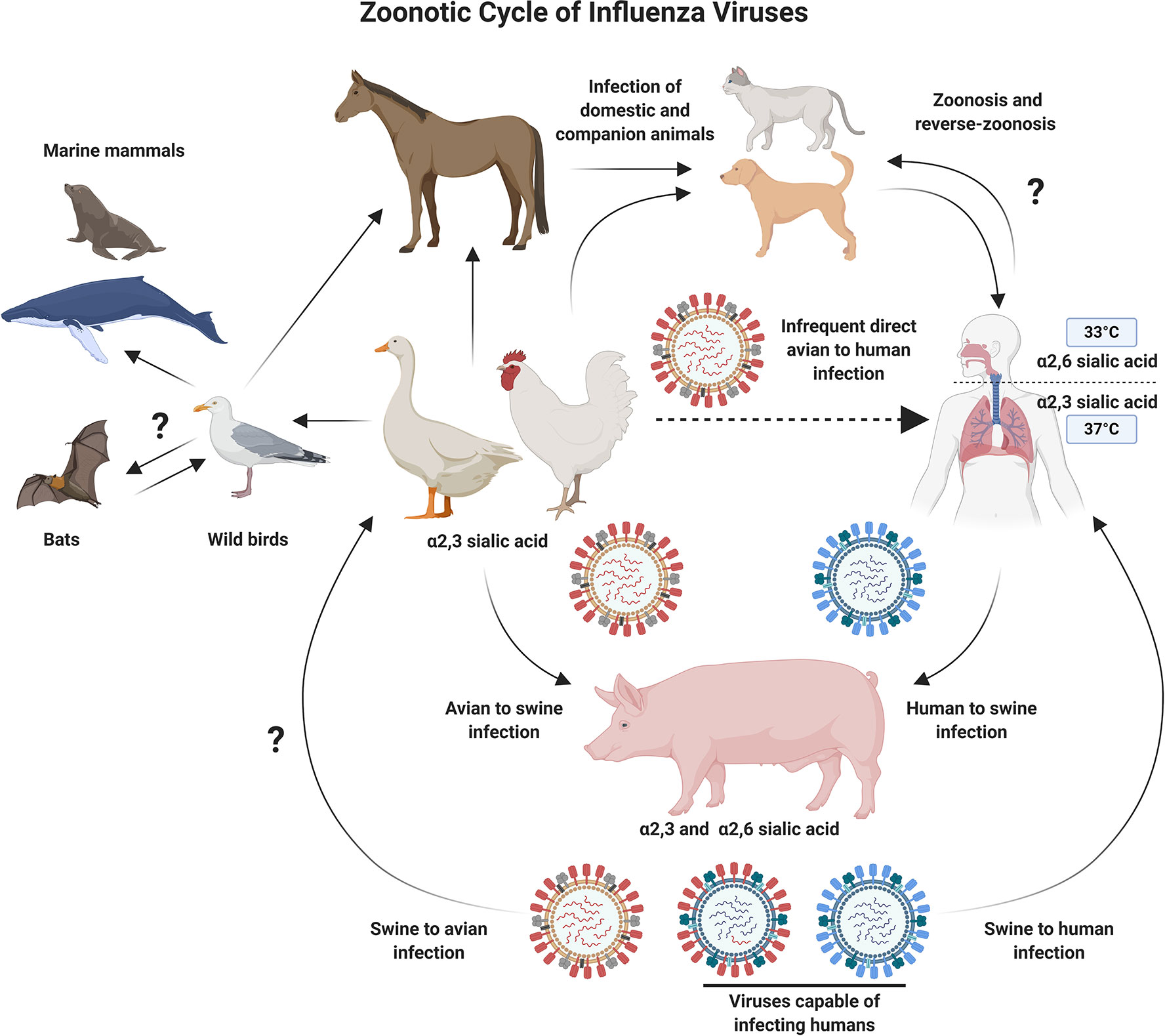 Avian Flu 2024: Latest Vaccine Updates