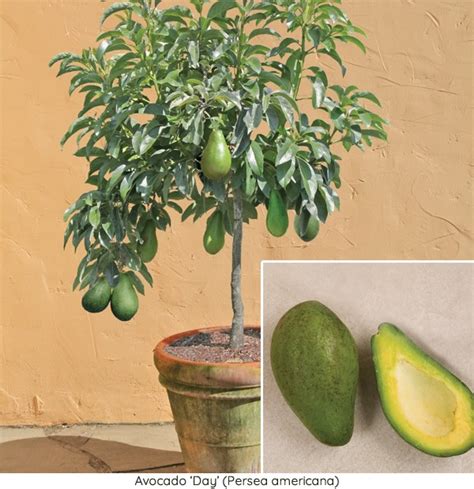 Avocado Tree For Sale