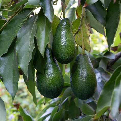 Avocado Trees For Sale