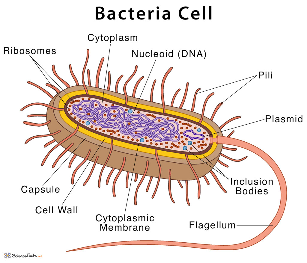 Bacteria Archaea Eukaryotes
