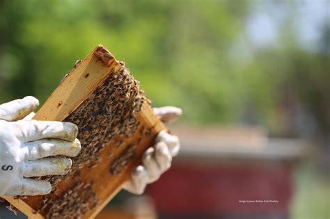 Beekeeping 101: Master Apiary Management