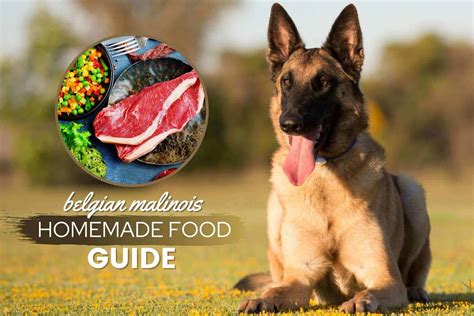 Best Food For Belgian Malinois