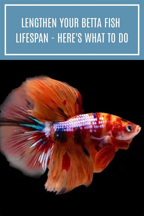 Betta Life Expectancy Facts: Maximize Their Years