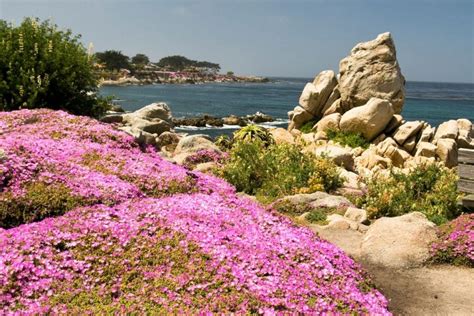 California Ice Plant: Complete Growing Guide