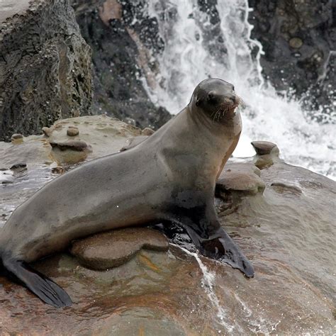 California Sea Lion Image California Sea Lion Exhibit California Sea Lion Image California Sea Lion Exhibit