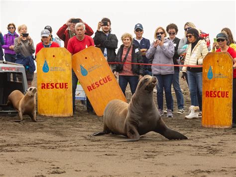 California Sea Lions: Discover Conservation Efforts