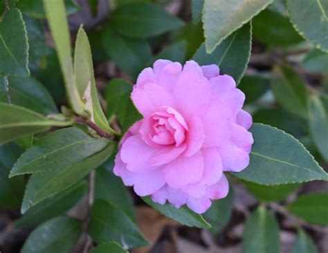 Camellia Sasanqua Camellia