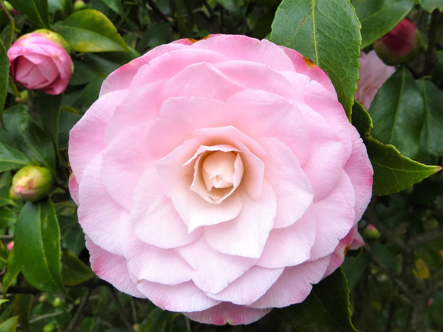 Camellia Sasanqua Rainbow Camellias Millais Nurseries Camellia Sasanqua Rainbow Camellias Millais Nurseries