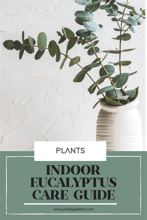 Care Guide For Indoor Eucalyptus Gum Trees
