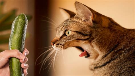 Cats Afraid Of Cucumbers