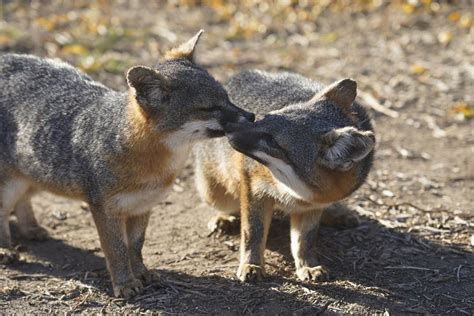 Channel Island Fox: Conservation Status & Survival