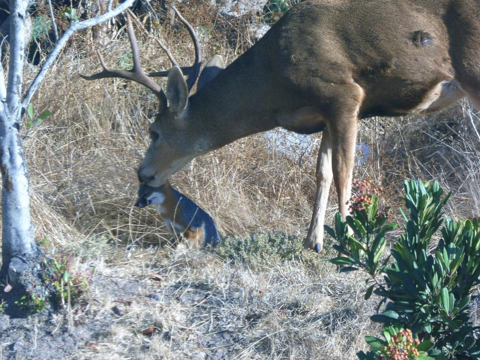 Channel Island Fox: Discover Conservation Efforts
