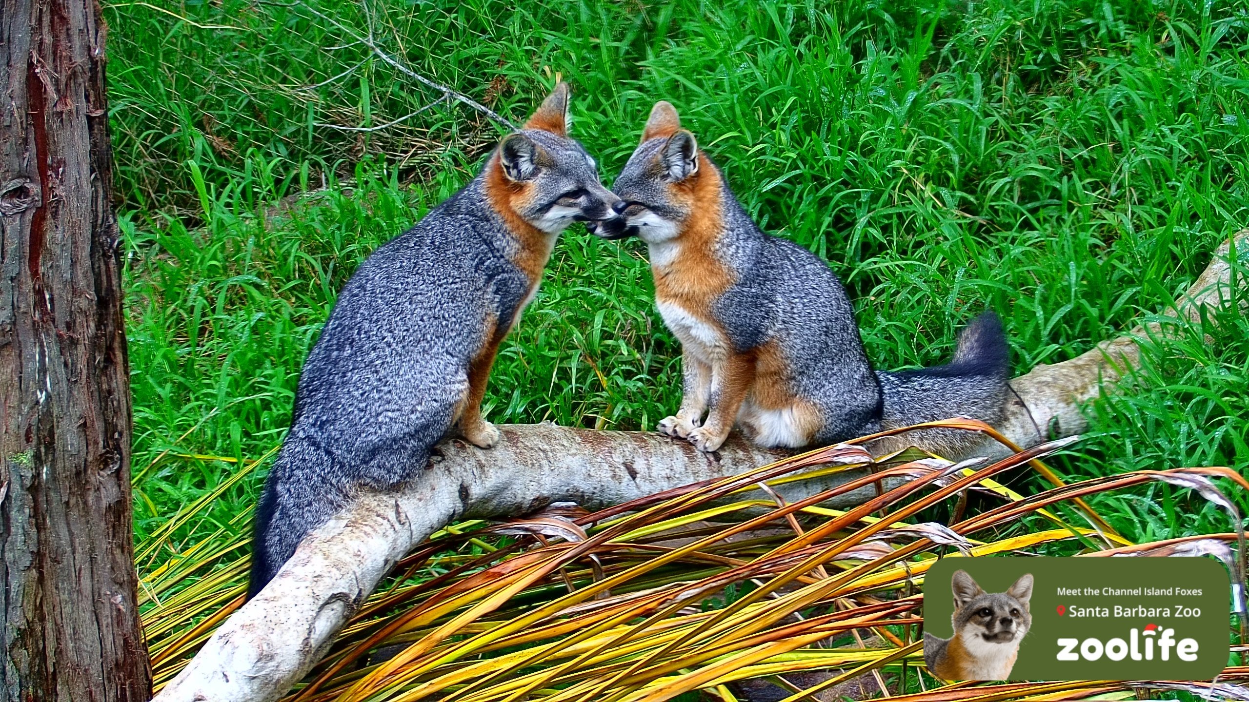 Channel Island Foxes