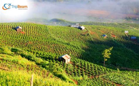 Coffee Lovers Valley Map: Top Shops