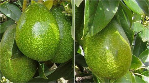 Cold Hardy Hawaiian Kahalu U Avocado Hawaii S Best Avocado Plant Cold Hardy Hawaiian Kahalu U Avocado Hawaii S Best Avocado Plant