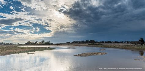 Devereux Slough 2025: Boost Local Wildlife Habitats