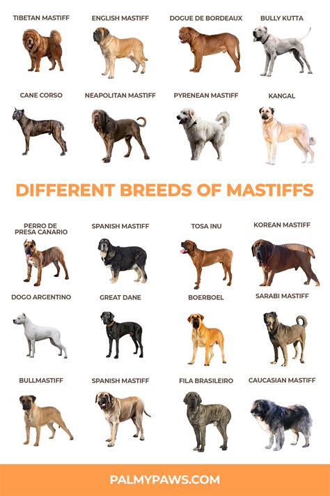 Different Types Of Mastiffs