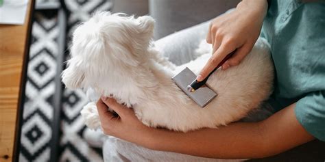 Dirty Dogs Grooming Tips: Cleaner Pets Guaranteed