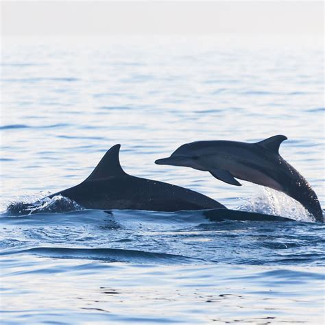 Dolphin Watching Santa Barbara: Tours & Tips