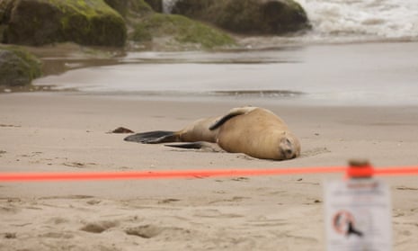 Domoic Acid Poisoning